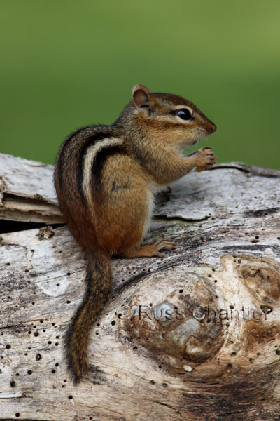 Eastern Chipmunk © Russ Chantler